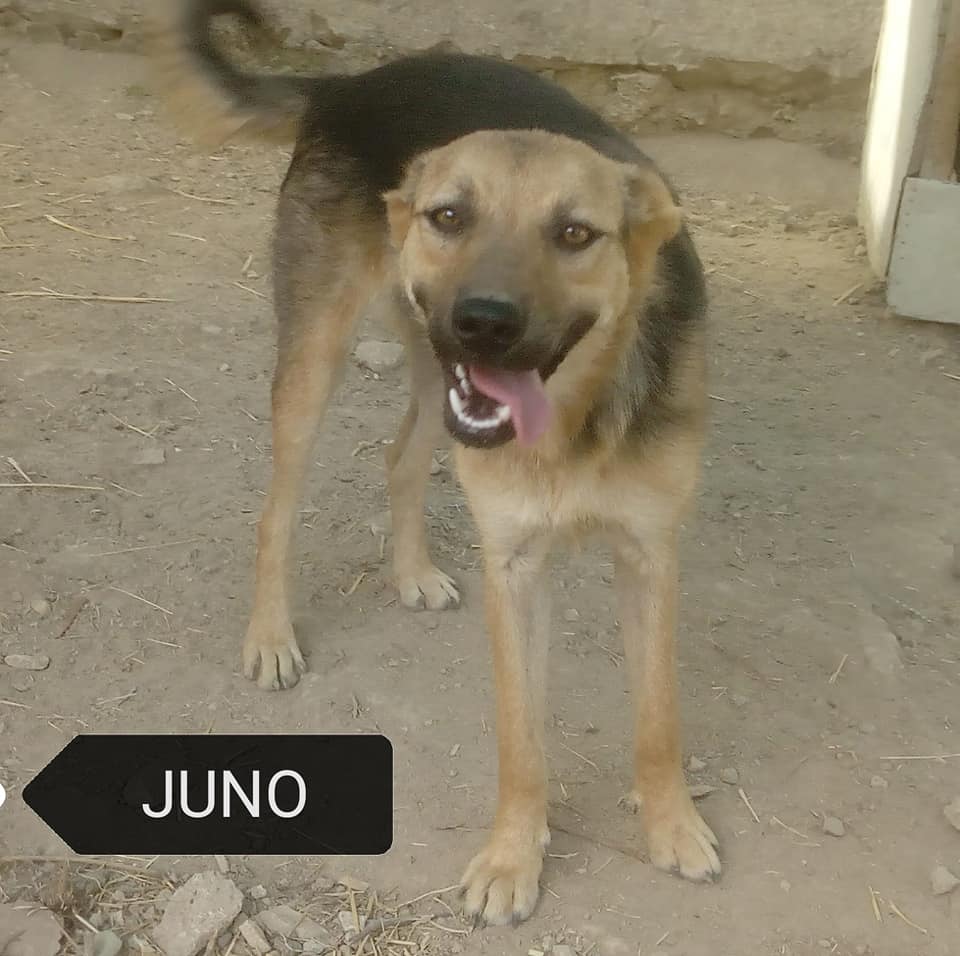 cane juno fb_img_1569491713142 - copia